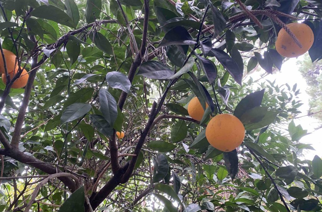 Sauvons le Jardin de Guadalm