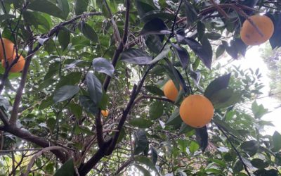 Sauvons le Jardin de Guadalm